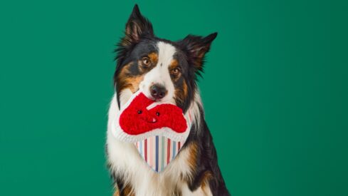 Target relaunches private label pet accessories brand