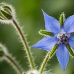 GlobalPETS | Pet industry directory Borage Seed Oil