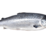 GlobalPETS | Pet industry directory Salmon Oil