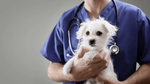 Survey shows high level of trust in veterinary care
